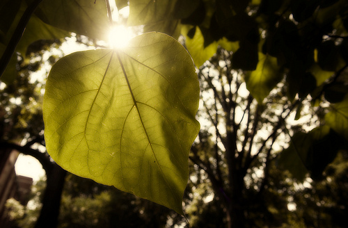 Campus Leaves